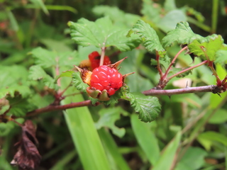 Rubus palmatus