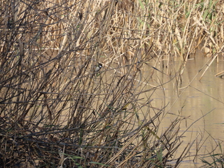 Parus minor