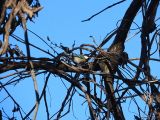 Parus minor