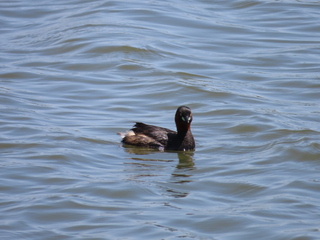 Tachybaptus ruficollis