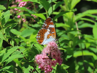 Limenitis camilla