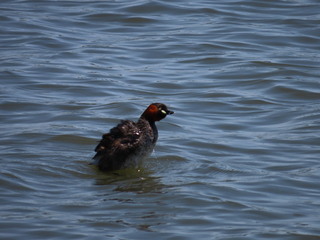 Tachybaptus ruficollis