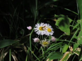 Sphaerophoria indiana