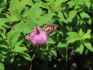 Neptis rivularis