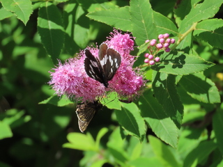 Neptis rivularis
