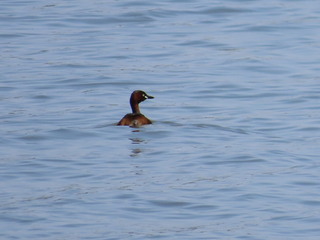 Tachybaptus ruficollis