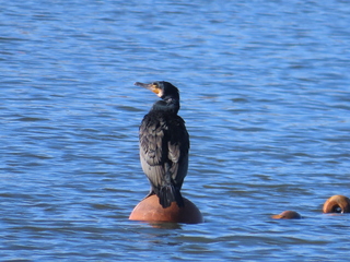 Phalacrocorax carbo