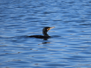 Phalacrocorax carbo