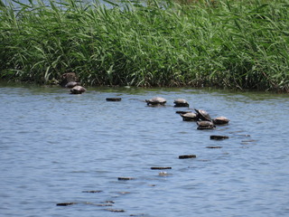 Trachemys scripta