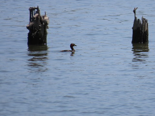 Tachybaptus ruficollis