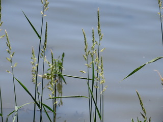 Phalaris arundinacea