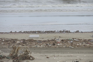 Calidris alpina, Calidris alba and Sternula albifrons