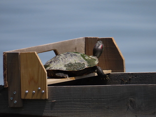 Trachemys scripta