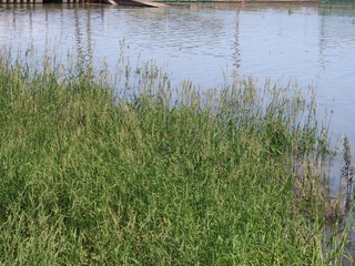 Phalaris arundinacea