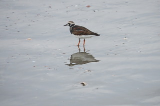 Arenaria interpres