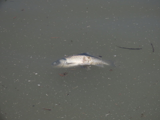 Carassius cuvieri?