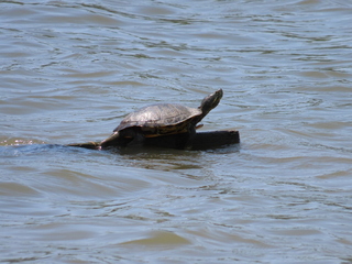 Trachemys scripta