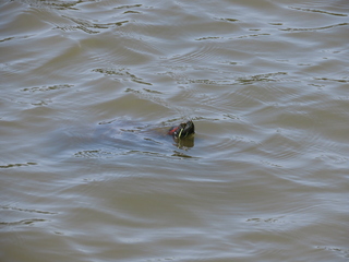 Trachemys scripta