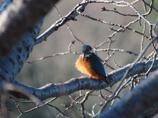 Alcedo atthis