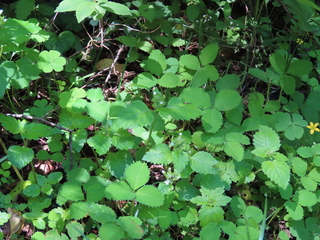 Clinopodium micranthum