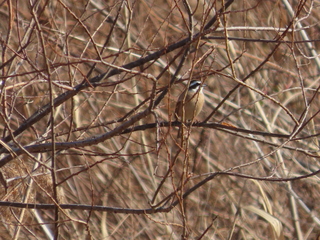 Emberiza cioides