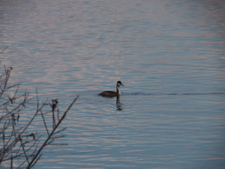 Podiceps cristatus