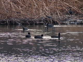 Fulica atra