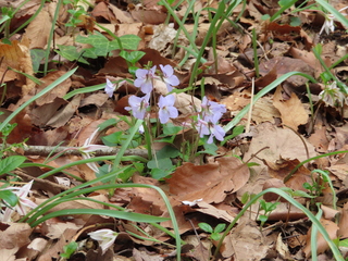 Viola grypoceras