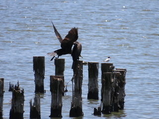 Phalacrocorax carbo and Sterna albifrons