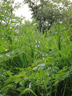 Adenophora triphylla var. japonica