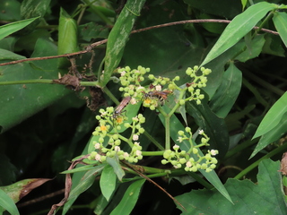 Campsomeris annulata