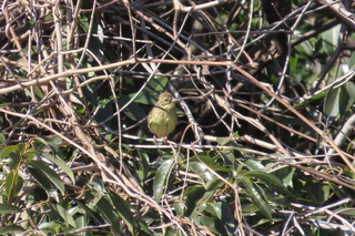 Emberiza spodocephala