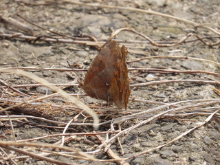 Polygonia c-aureum
