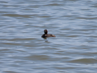 Tachybaptus ruficollis