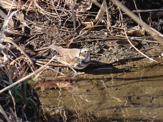 Turdus eunomus