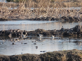 Calidris alpina?
