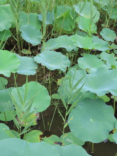 Alisma canaliculatum