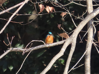Alcedo atthis