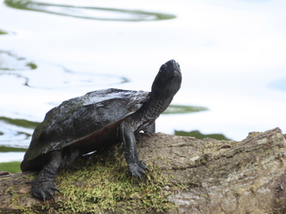 Mauremys reevesii