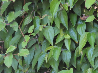 Acorus gramineus