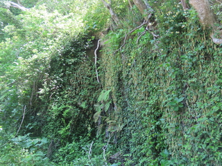 Acorus gramineus