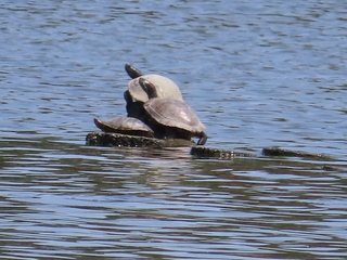 Trachemys scripta