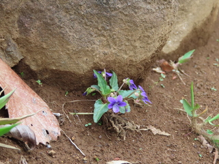 Viola inconspicua subsp. nagasakiensis