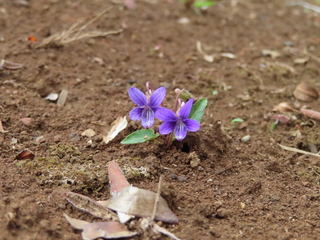 Viola inconspicua subsp. nagasakiensis