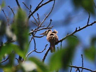Acrocephalus orientalis