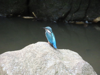Alcedo atthis