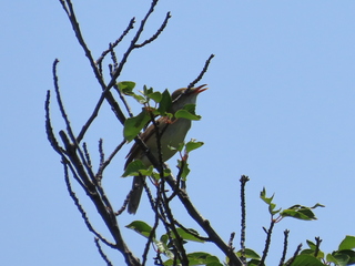 Acrocephalus orientalis