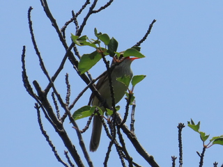 Acrocephalus orientalis