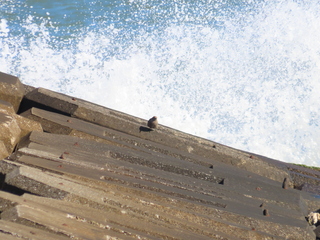 Monticola solitarius