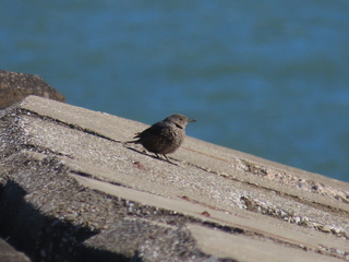 Monticola solitarius